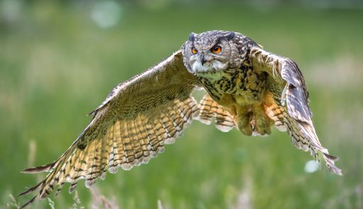 A beautiful, huge European eagle owl (Bubo bubo) flying low over field with green blurred background