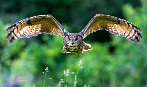 A beautiful, huge European eagle owl (Bubo bubo) flying low over field with green blurred background