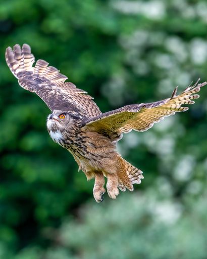 A beautiful, huge European eagle owl (Bubo bubo) flying low over field with green blurred background