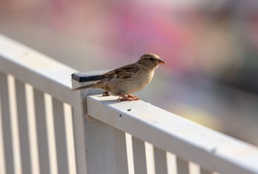 A closeup shot of a sparrow spotted on a metal fence of a house porch