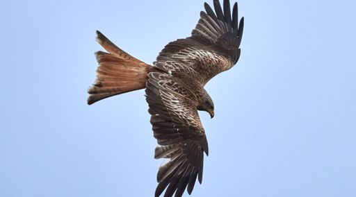 A red kite (Milvus milvus) flying in the blue sky