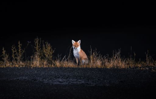 A beautiful shot of a fox sitting on a sidewalk at night