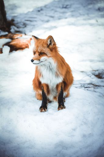A vertical shot of a fox sitting on the ground covered in snow