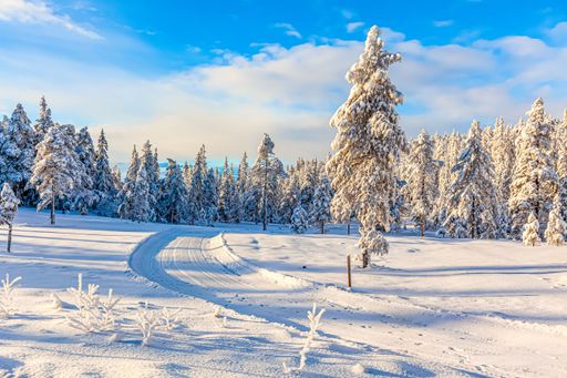 A beautiful shot of a field in the background of a forest fully covered in snow in the daytime.
