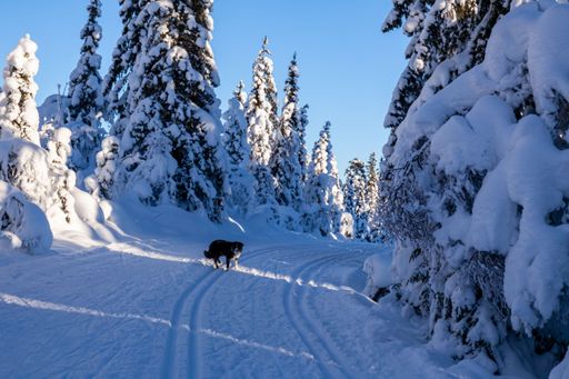 The beautiful winter landscape with a dog standing on the snowy rural road surrounded by trees.