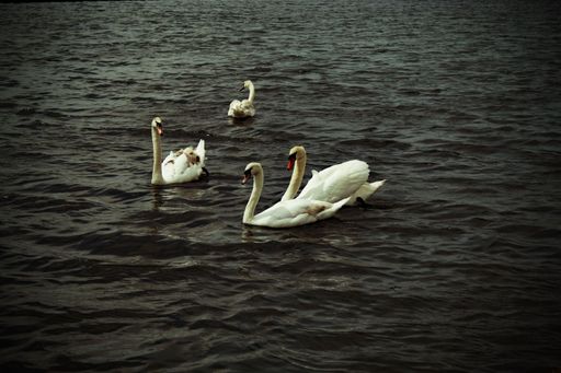 A group of white swans on a lake at Crosby Marina, near Crosby beach in Liverpool
