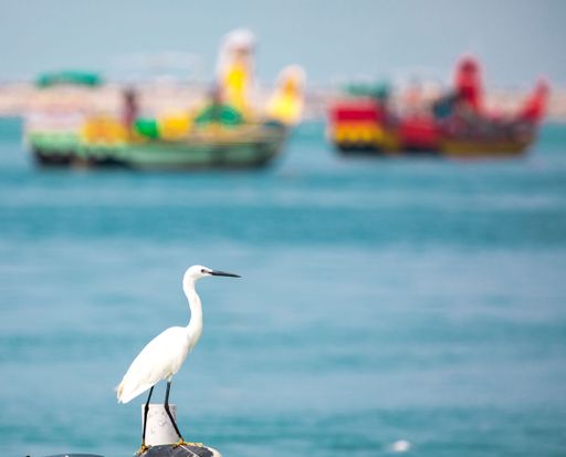 A beautiful shot of a white Great Egret bird at the fishing harbor in Kollam, India on blurred background