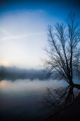 A vertical shot of a bare tree reflecting in the river on a misty day