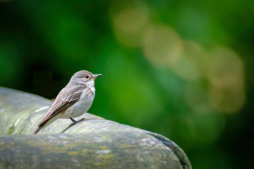 A closeup of a cute Flycatcher on a wooden surface on a blurry green bokeh background