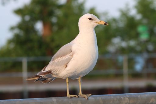 A closeup of a ring-billed gull (Larus delawarensis)  perched on a metal railing
