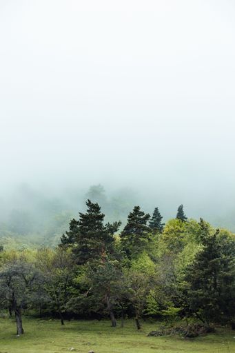 A vertical shot of green trees in afoggy weather