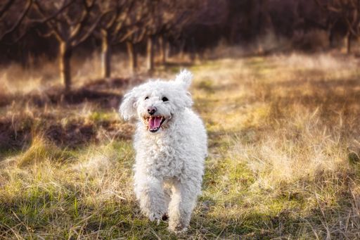A view of a cute happy bichon frise dog walking in a field with dry grass