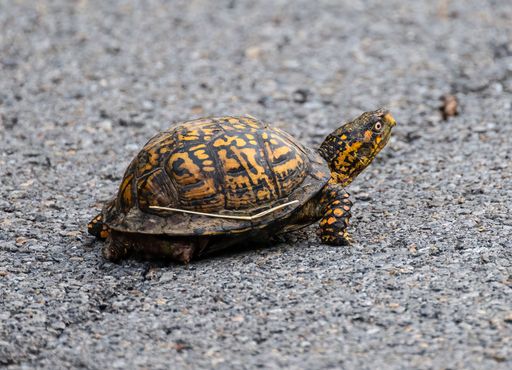 A closeup shot of a yellow and black turtle