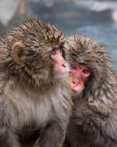 Snow Monkeys. A pair of Japanese macaques huddle in again the cold rain, Nagano prefecture, Japan.