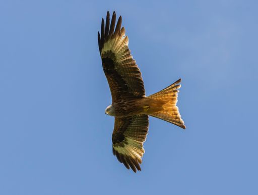 A closeup shot of a red kite flying in the blue sky