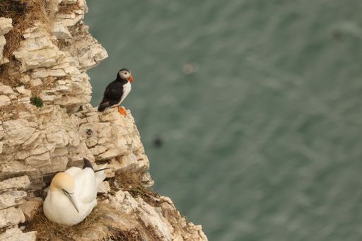 A selective focus shot of an Atlantic puffin and a Gannet standing on a cliff in Flamborough Head, UK
