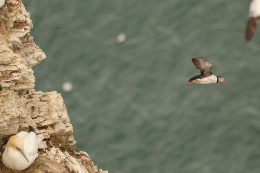 An Atlantic puffin flying over the sea in Flamborough Head, UK