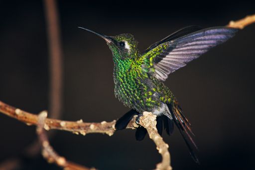 A closeup shot of green crowned brilliant hummingbird perched on a twig with its wings spread wide