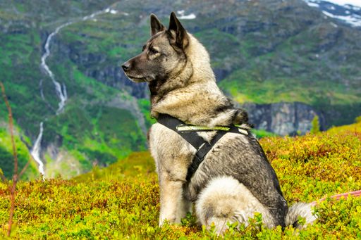 A closeup shot of an adult Norwegian Grey Elkhound service dog in a green field