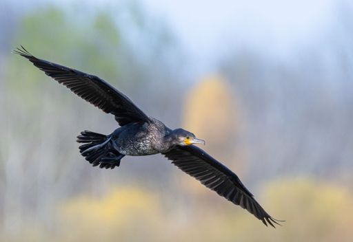 A flying cormorant against a blurry background, closeup