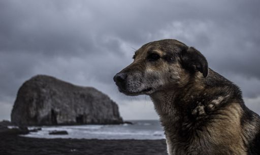 A closeup shot of a cute brown dog on the body of the sea under the dark cloudy sky