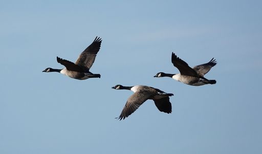 A flying Canada geese on a blue sky