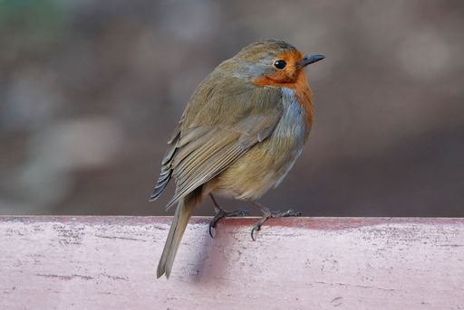 A selective focus shot of a European robin bird perched on wooden fence