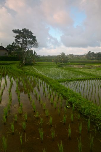 A vertical shot of rice paddy in Bali, Indonesia under the beautiful cloudy sky