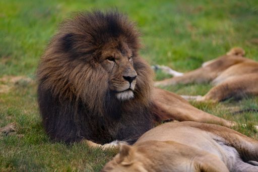 A close-up shot of a lion laying on the grass next to his praid members.