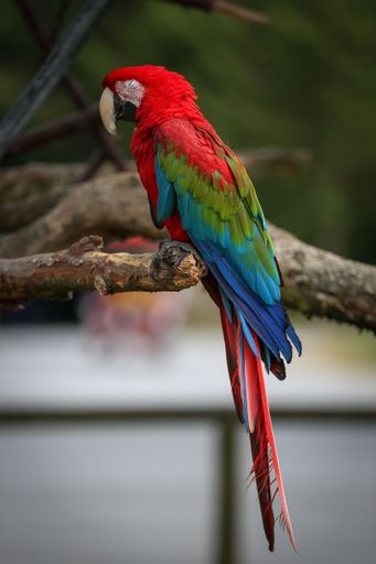 A vertical shot of an Ara parrot sitting on a tree branch.