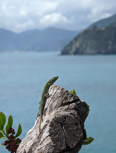 A Sicilian wall lizard (Podarcis waglerianus) on a cut tree stem against the sea
