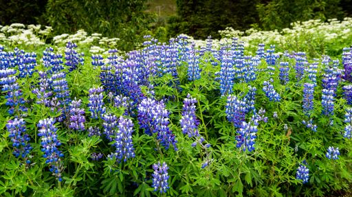 A beautiful field of purple Texas bluebonnet flowers growing in abundance in an Icelandic summer