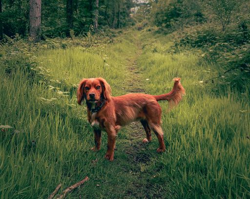 A brown Cocker dog in a green forest
