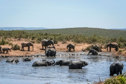 A beautiful shot of elephants swimming in a river on a hot day in South Africa, Safari