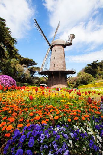 A vertical shot of a field with colorful flowers and a windmill in Golden gate park, San Francisco