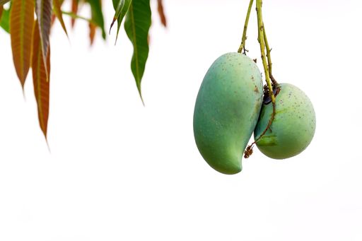 A view of green mango pairs on the tree on a white background