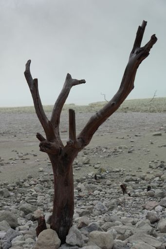 A vertical shot of a tree with bare branches in a rocky landscape of Ciwidey, West Java, Indonesia