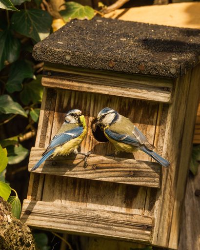 A vertical shot of two Eurasian blue tits perched on a wooden birdhouse