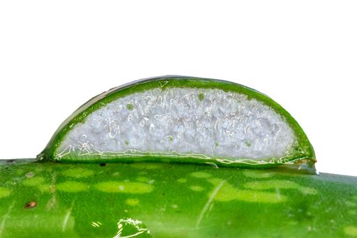 An aloe vera isolated on a white background