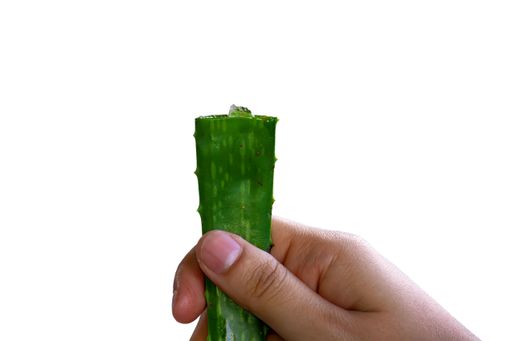 An aloe vera isolated on a white background