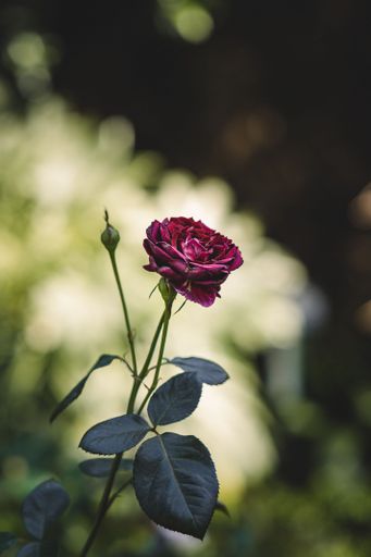 A vertical shot of a red rose flower with green leaves in a blurred background