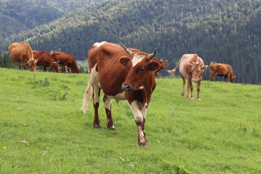 A beautiful view of cows grazing on a green hill with fresh grass