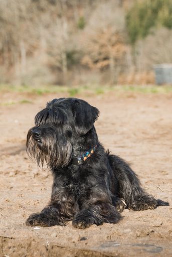 A vertical closeup shot of a black Miniature Schnauzer sitting outside