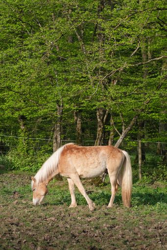 A vertical shot of the horse grazing in the green field on a sunny day
