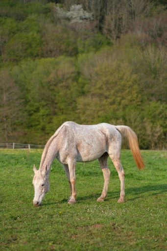 A vertical shot of the horse grazing in the green field on a sunny day