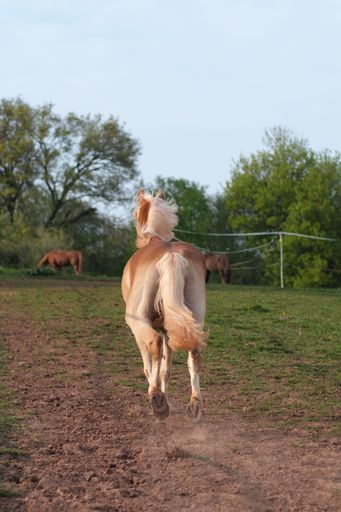 A vertical shot of the horse running in the green field on a sunny day