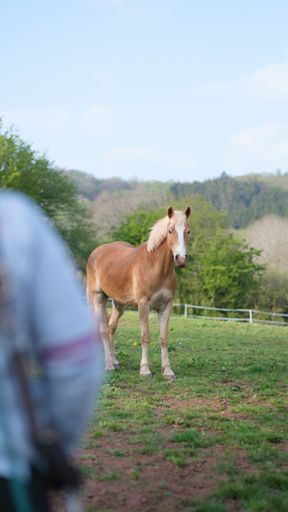 A vertical and selective focus shot of the horse in the field on a sunny day