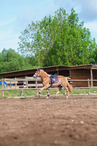 Vertical shot of beautiful Haflinger horse training in round pen with lead rope on sunny summer day. Training for horsemanship