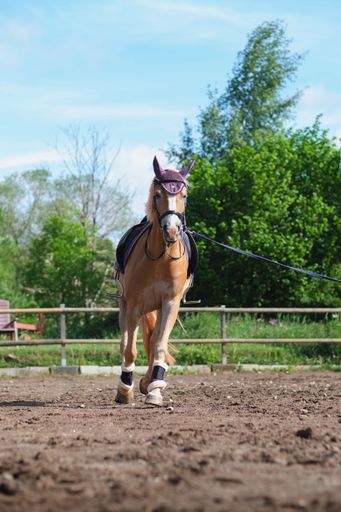 Vertical shot of beautiful Haflinger horse training in round pen with lead rope on sunny summer day. Training for horsemanship