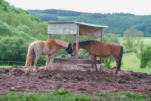 A two horses in a paddock eat dry grass from a hay feeder on sunny summer day